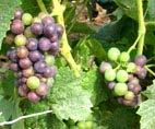 Pinot Noir 3309 Le Murtet Veraison